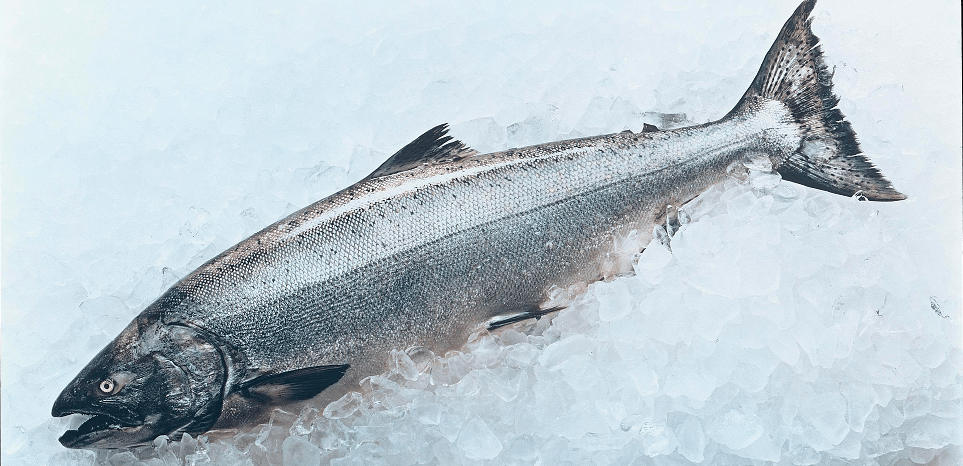 Семга замороженная. Чавыча рыба. Чавыча кета горбуша. Чавыча, Королевский лосось, Аляска. Чавыча замороженная.